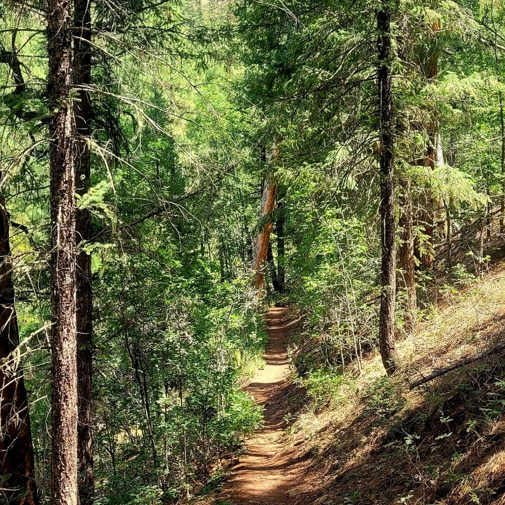 Sunlit single-track trail winding through the Pinehaven forest